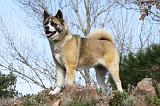 AKITA AMERICAIN 279
